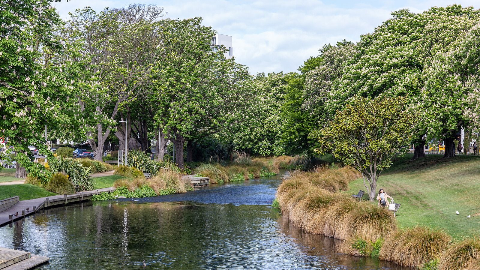 The Avon River in central Christchurch, lined with flowering trees and tussock grass