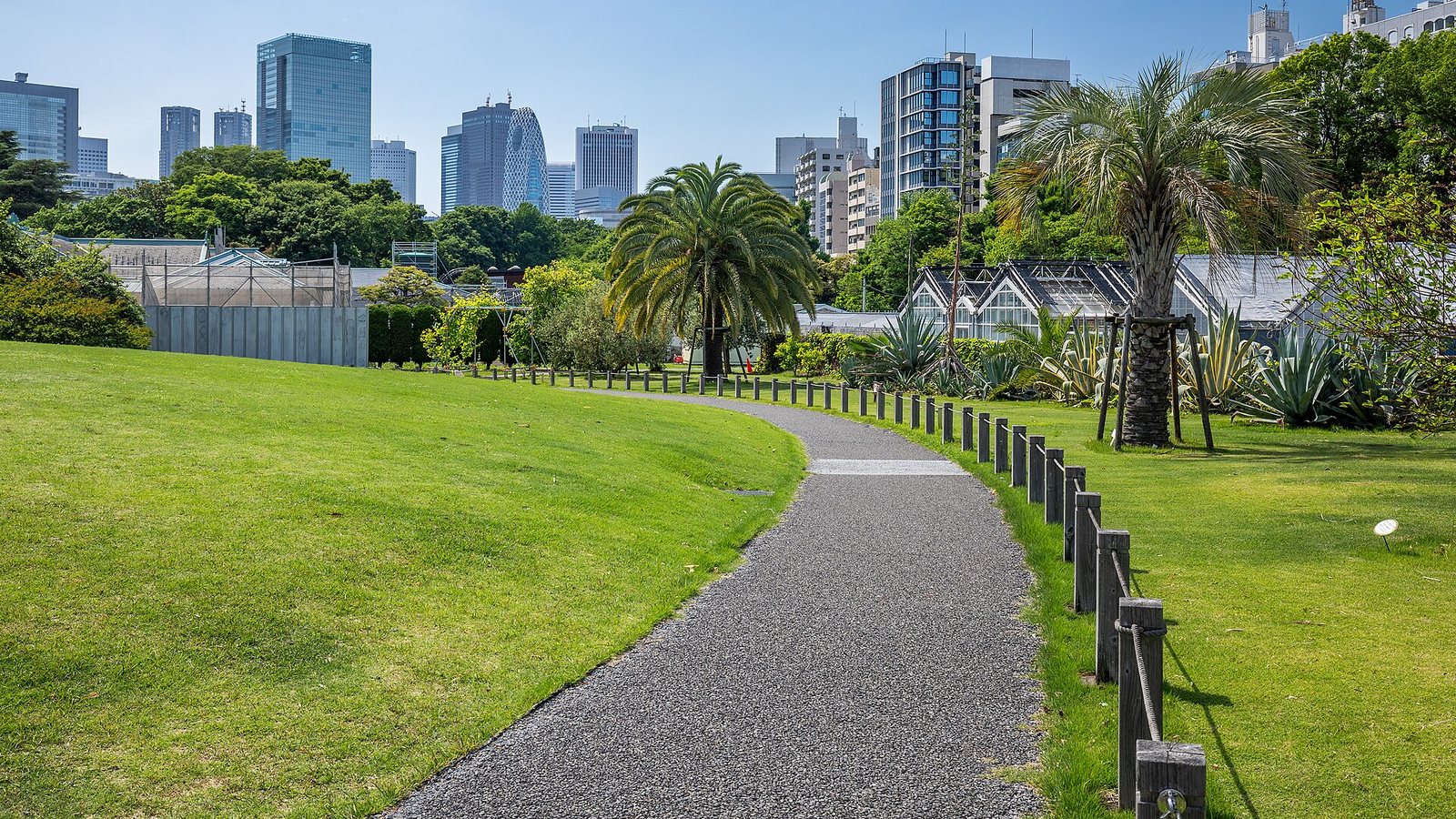 A gravel path curving across a lawn with palm trees in Shinjuku Gyoen National Garden, with the towers of Shinjuku behind under a blue sky
