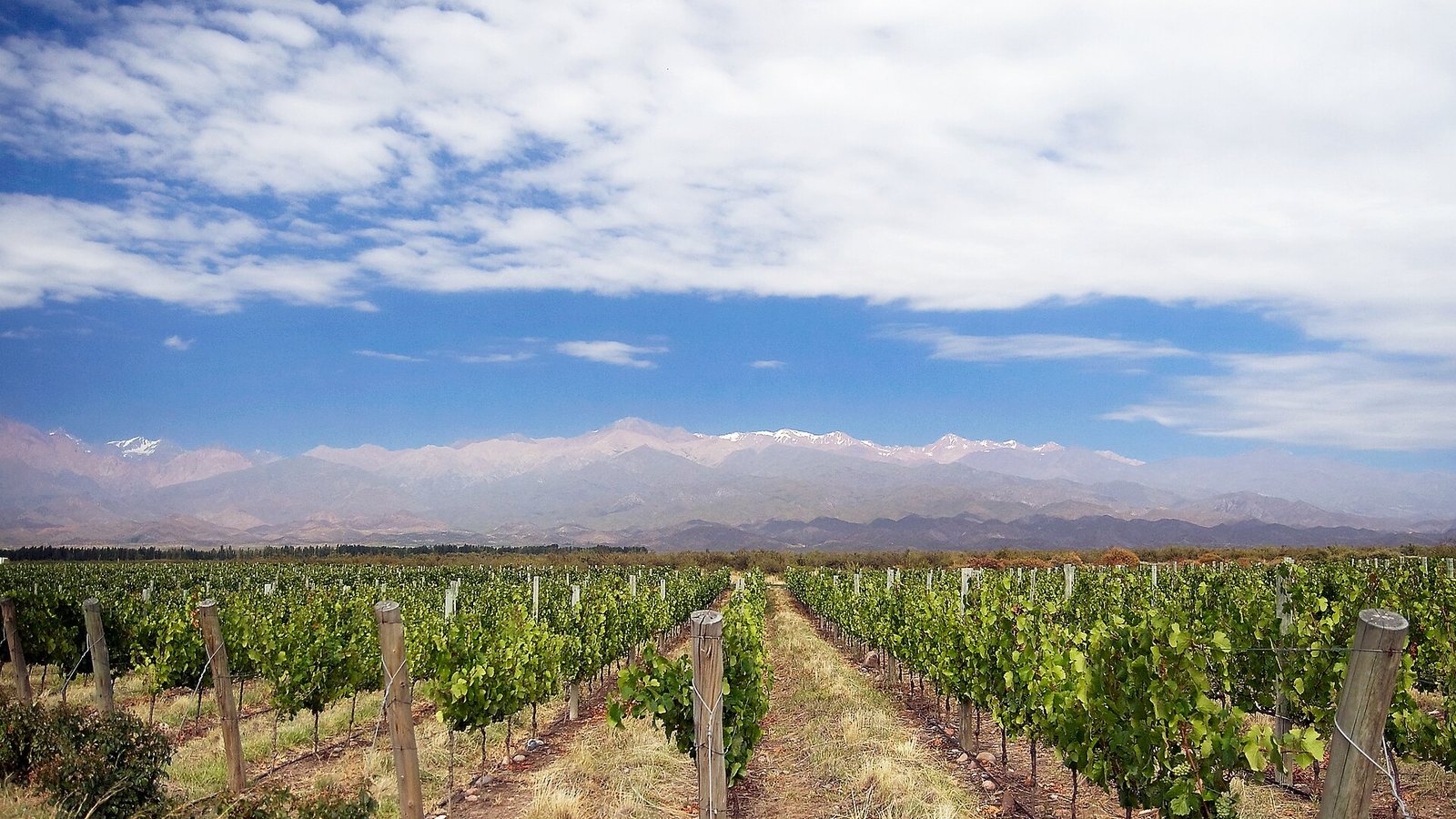 Rows of green vines in a vineyard in Mendoza with the snow-capped Andes on the horizon under a blue sky with white clouds