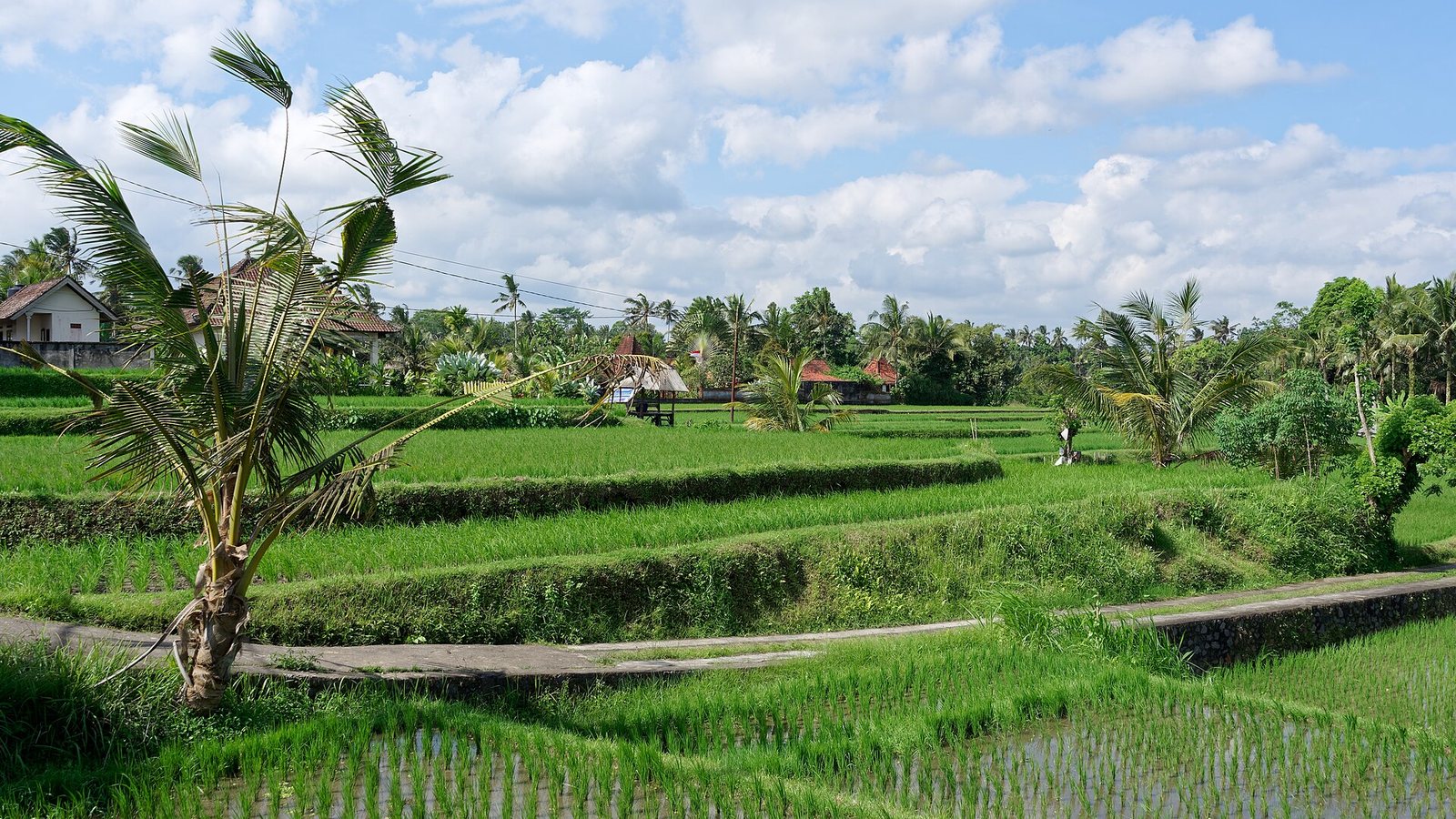 Green terraced rice fields in Ubud, Bali, with coconut palms, a small thatched shelter and white clouds in a blue sky