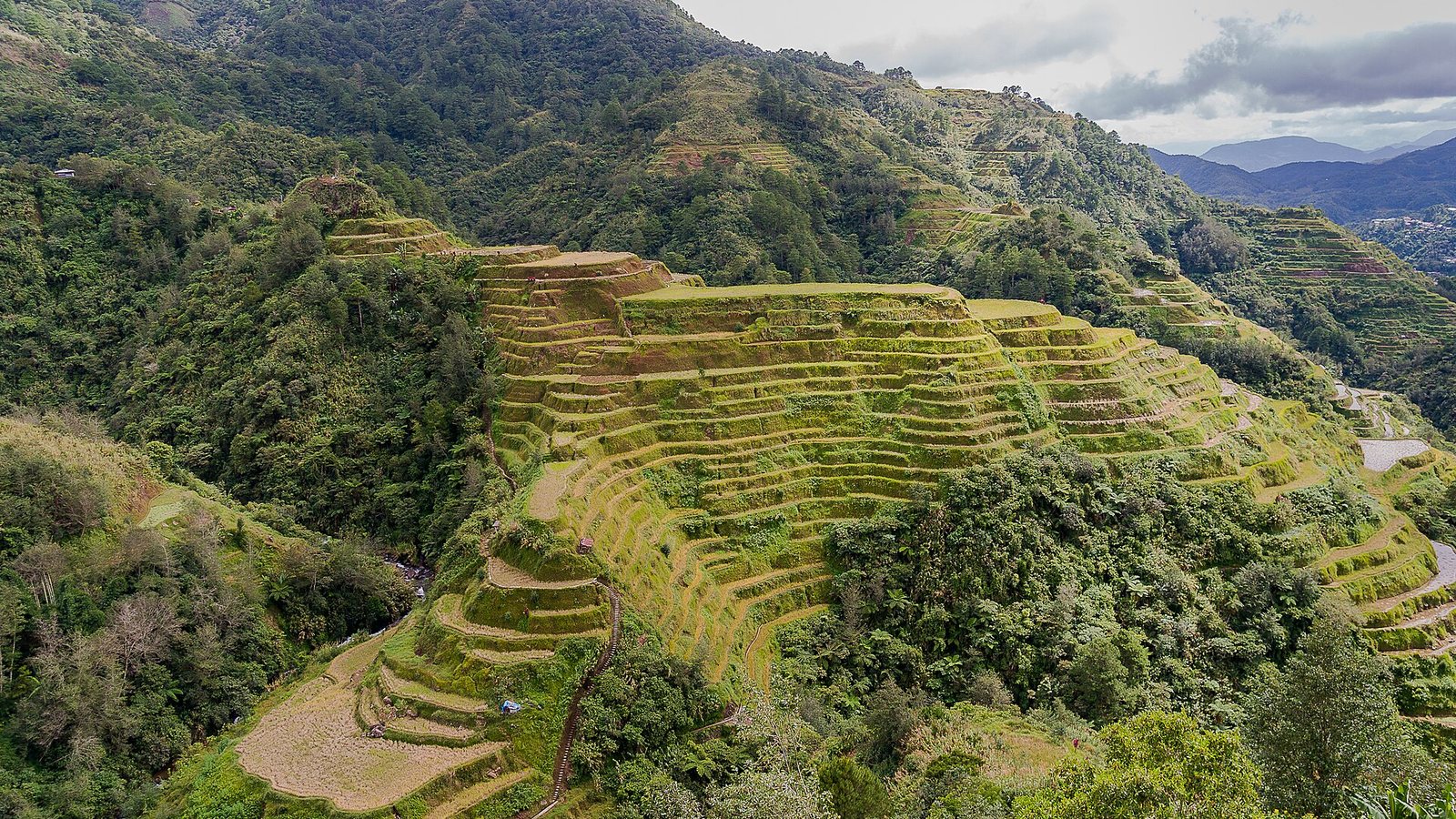 Green rice terraces carved into a mountainside at Banaue in the Philippines