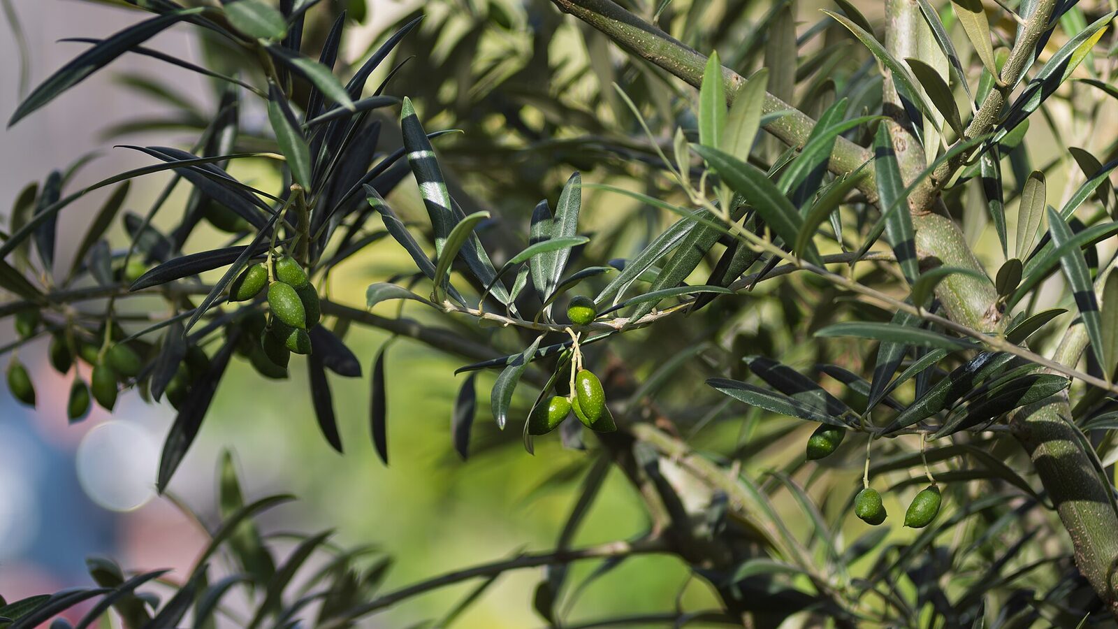 Olive tree (Olea europaea) branch with immature olives, Praça João do Rio, Lisbon, Portugal